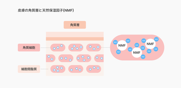 皮膚の角質層と天然保湿因子（NMF）